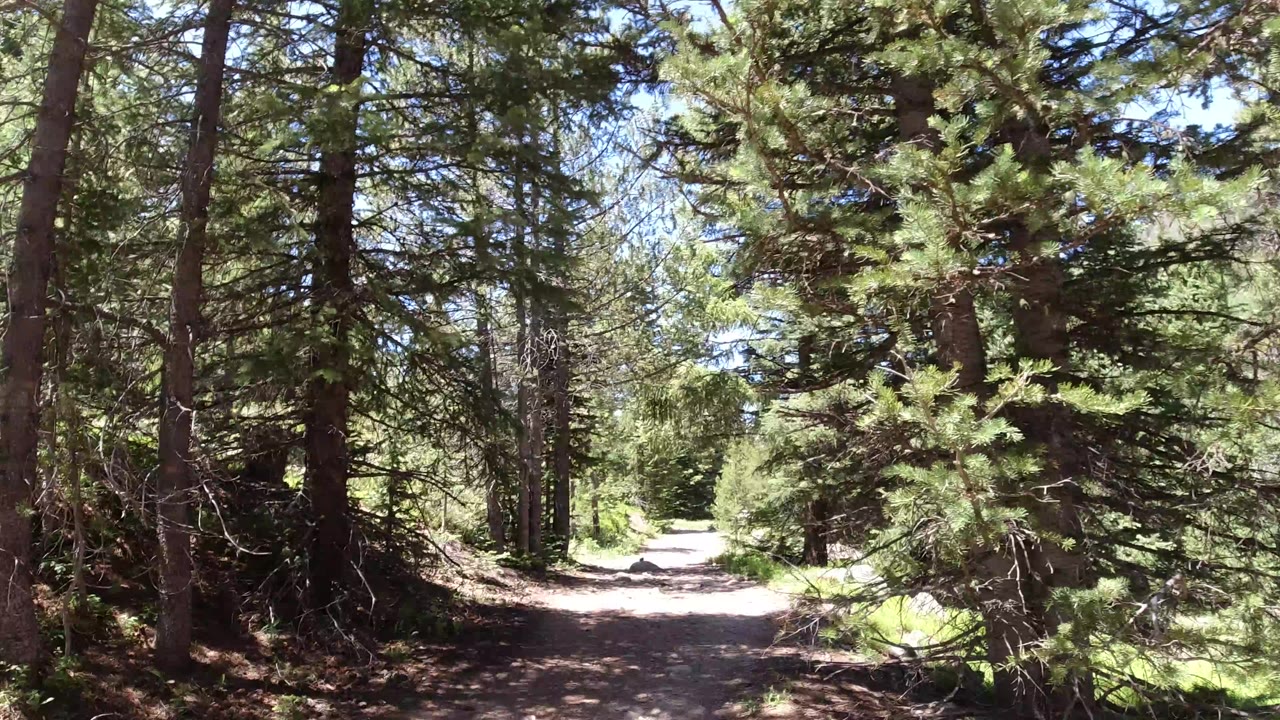 Start of a Winter Park, Colorado forest trail view with evergreen branches framing a bright dirt path and no visible people.