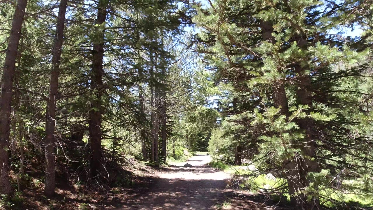 A slightly advanced Winter Park, Colorado trail view shows tall conifers on both sides, a pale dirt path, and no visible people.