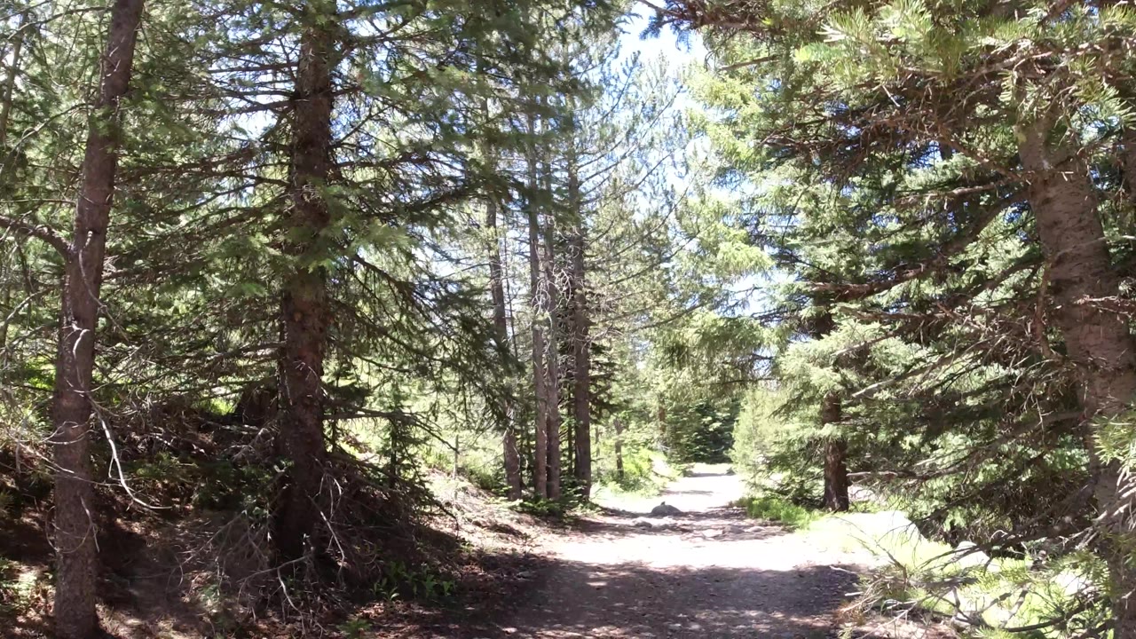 Bright forest trail curving through evergreen trees.