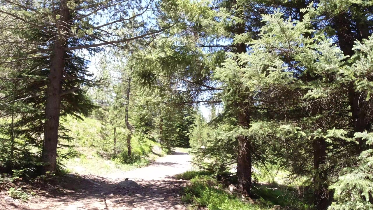 A sunlit dirt trail runs between evergreen trees in Winter Park, Colorado, with branches framing the top of the view and no visible people.