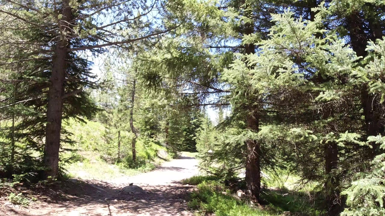 The trail remains centered beneath dense conifer branches in Winter Park, Colorado, with mixed shade on the ground and no visible people.
