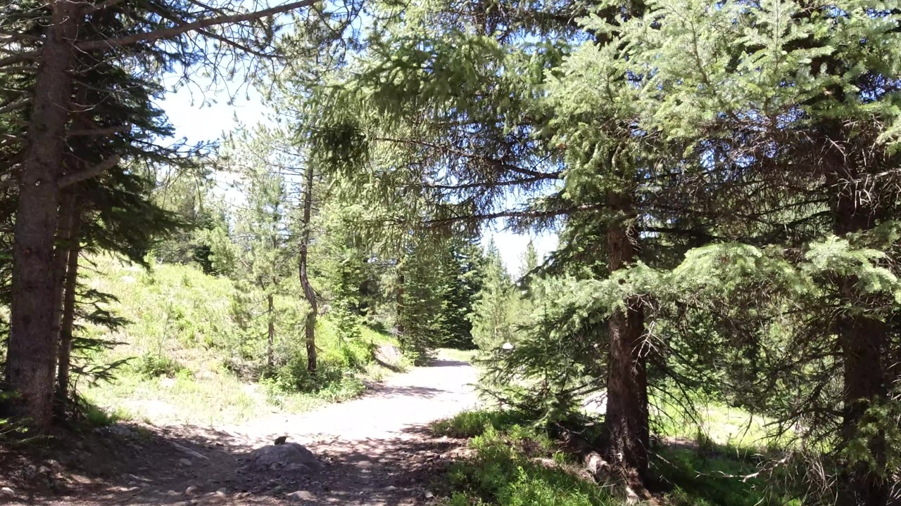 Bright trail bend beside pine trees