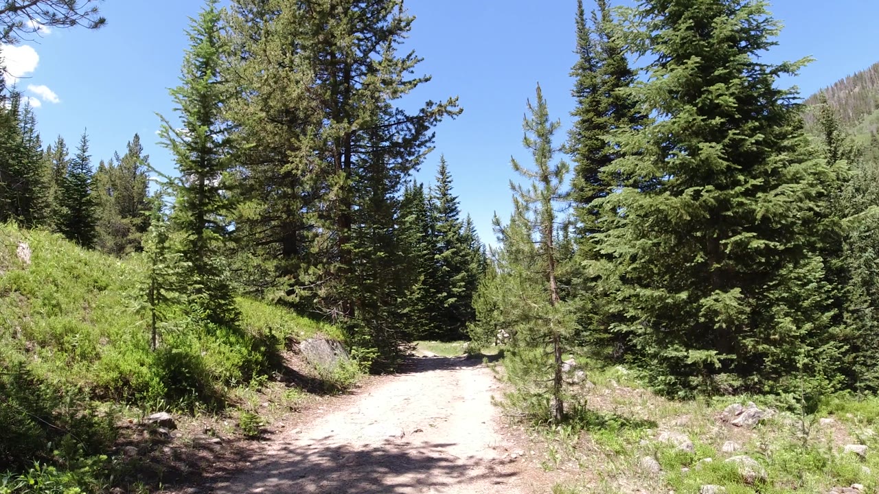 Forest trail beside rocks and bright green shrubs.