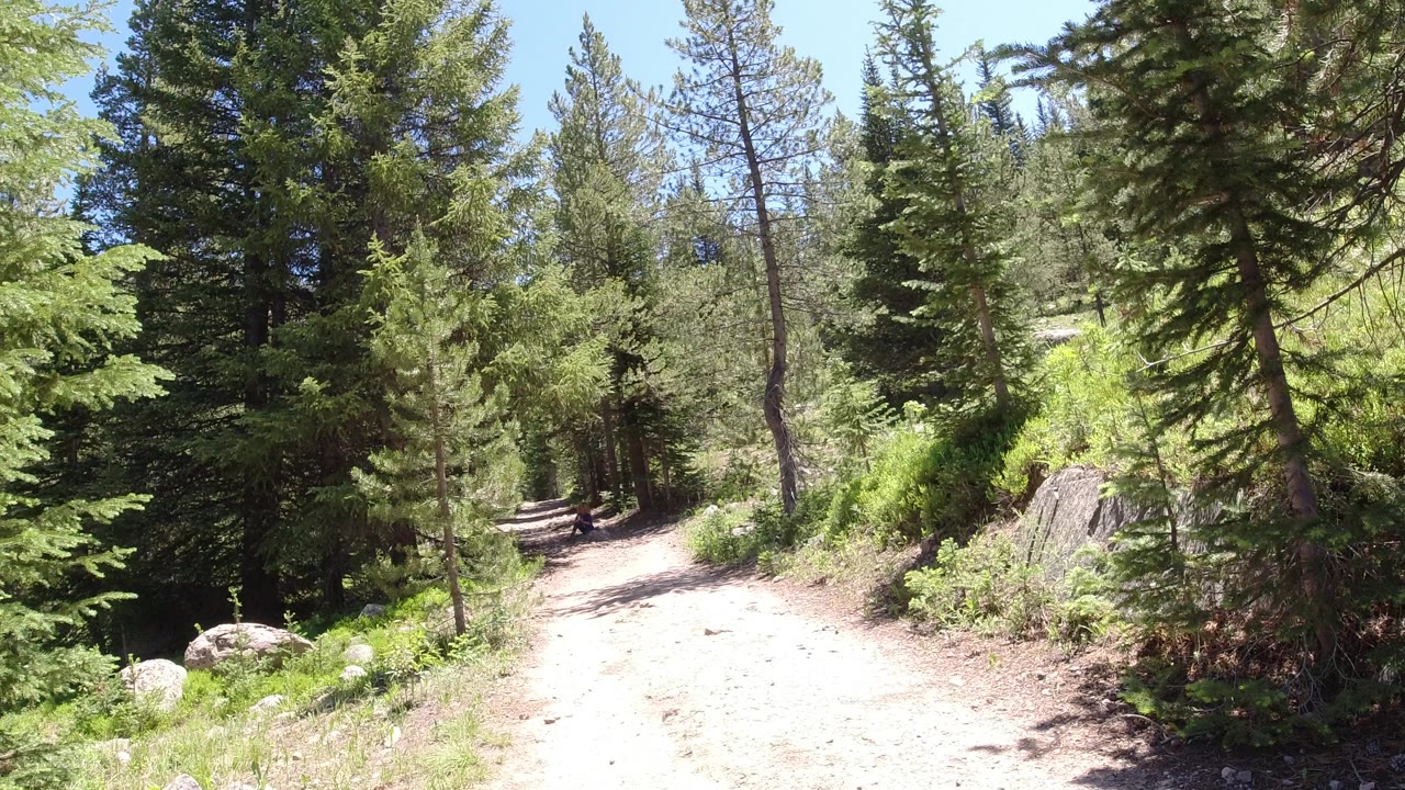 Sunny dirt trail through evergreen forest