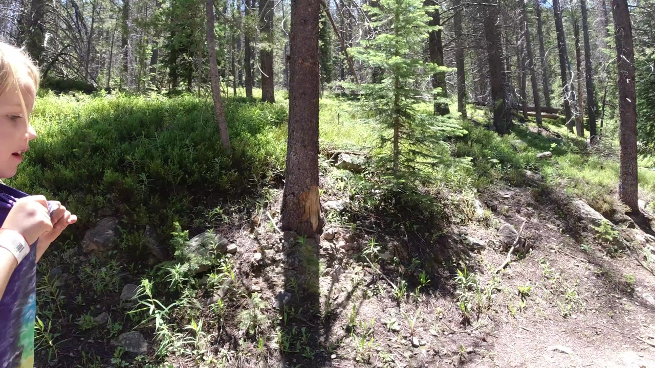 Partial view of a young girl at the edge of a sunny forest trail.