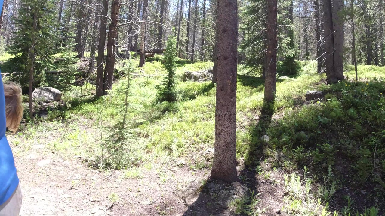 Winter Park, Colorado forest trail with tall evergreen trunks, green ground cover, scattered rocks, and part of a person in blue at the left edge.
