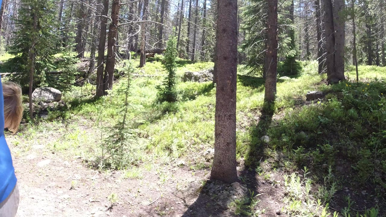 Winter Park, Colorado woodland path with sunlit grasses, pine trunks, rocks, and a cropped person in blue along the right border.