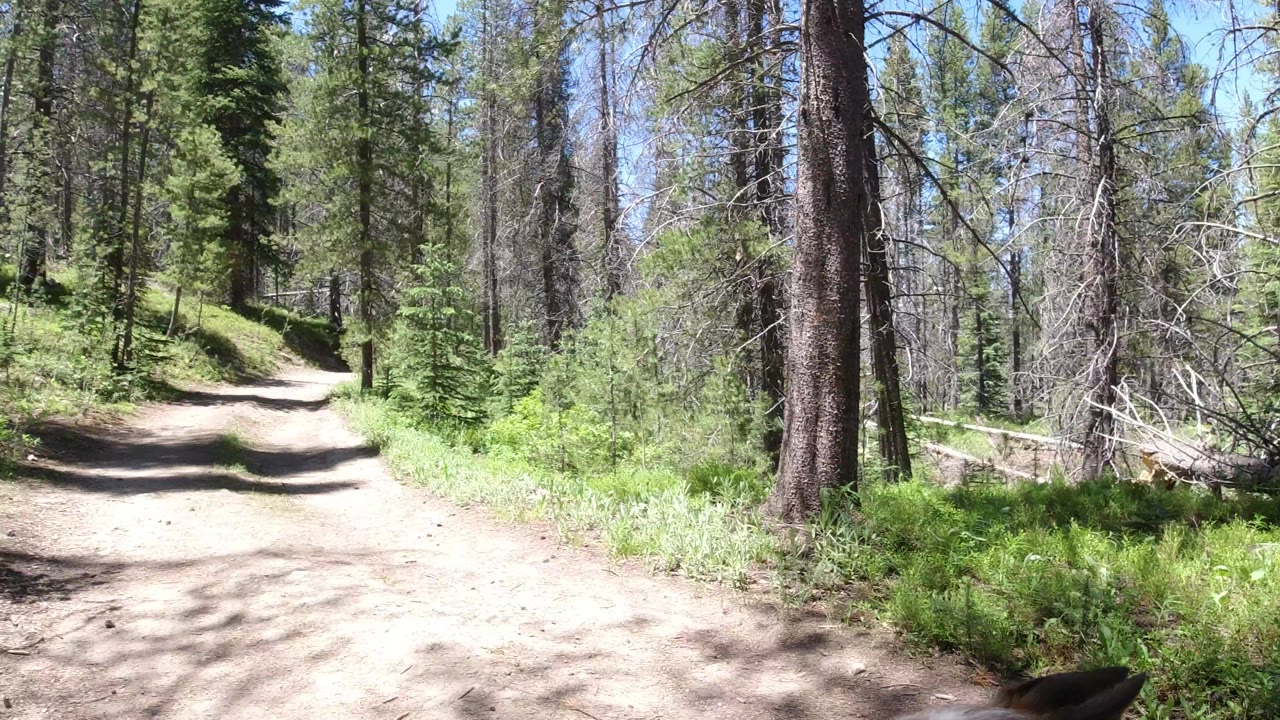 Sunlit dirt trail through pine forest with no visible people.