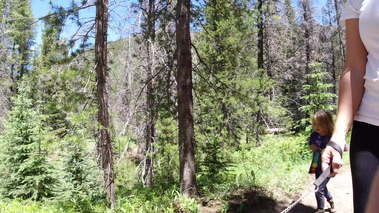 Woman and young child hiking on a sunny forest trail.