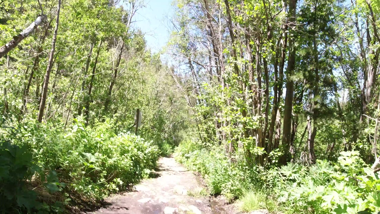 A narrow sunlit hiking trail in Winter Park, Colorado runs into dense green woods with tall trees and no visible people.