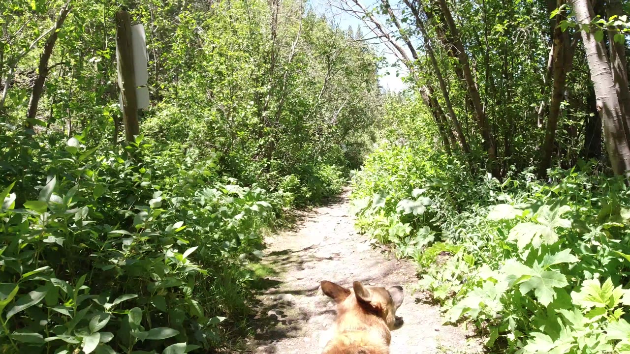 Dog ears at the bottom of a sunny wooded trail.