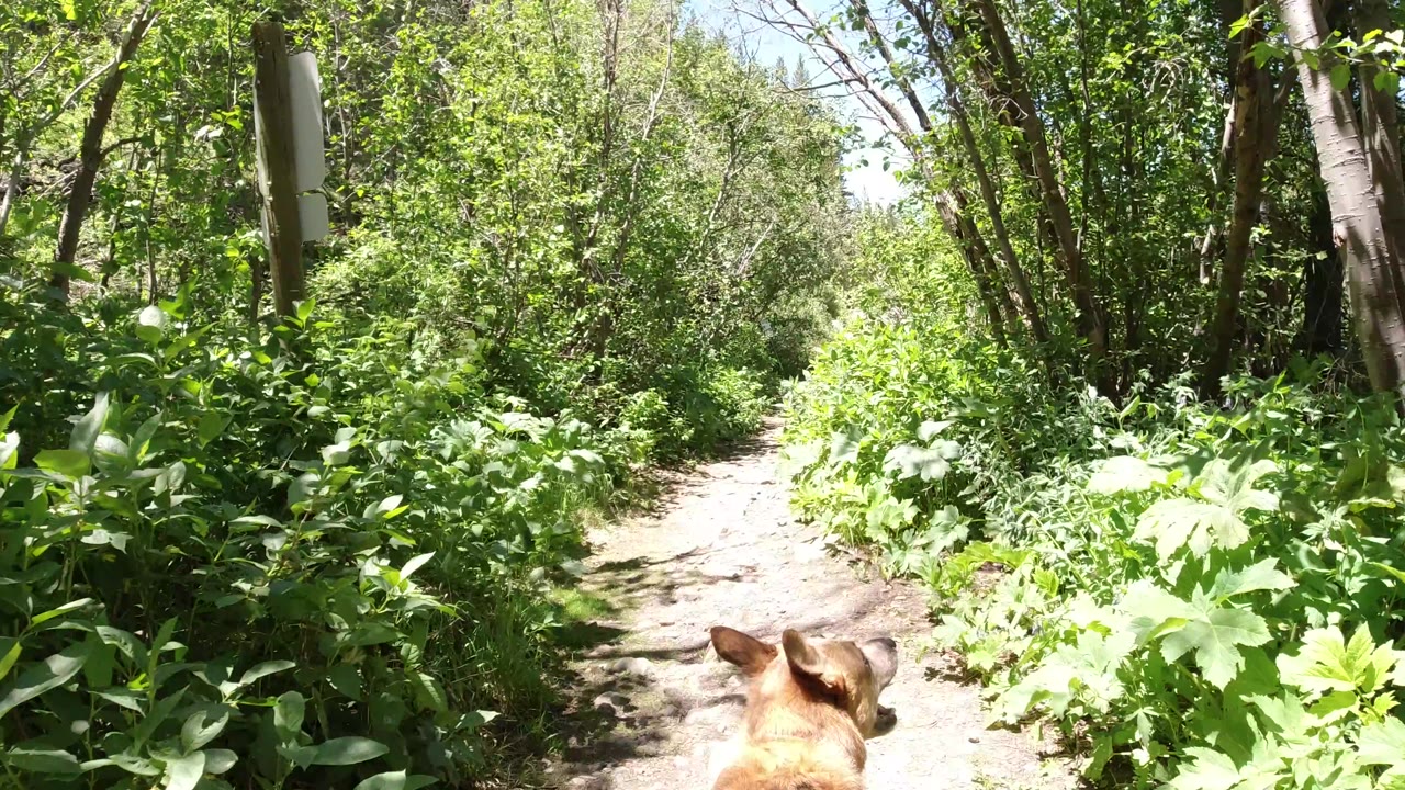 The dog's head sits low in the foreground as the Winter Park trail continues between thick green plants and sunlit trees, with no visible people.