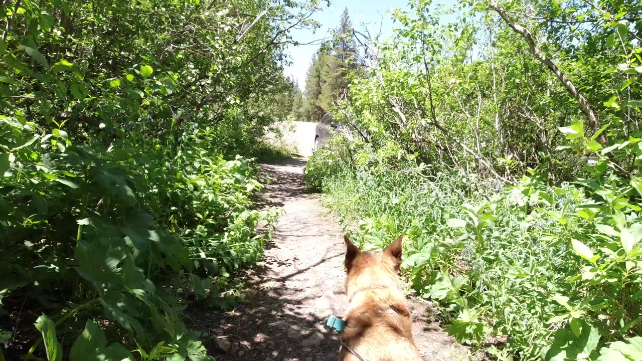 Tan dog on leash entering a leafy dirt trail.
