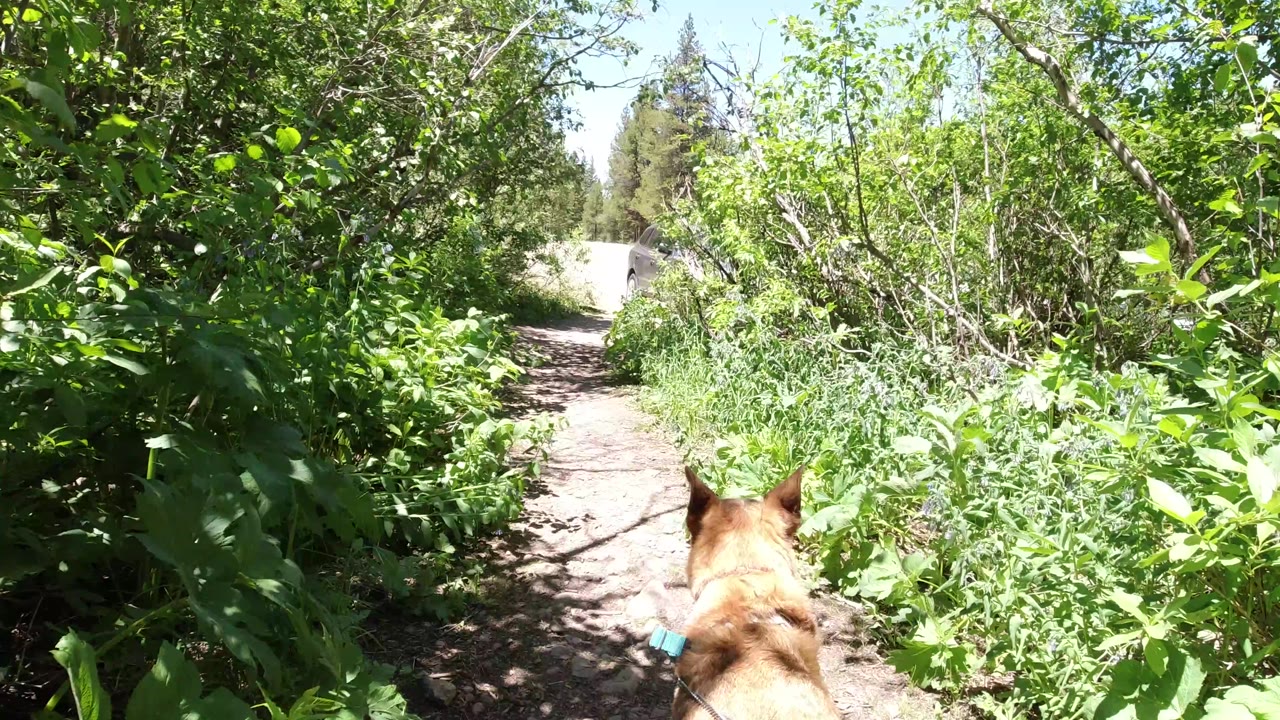The dog continues forward on the shaded path in Winter Park, Colorado, with the trail opening into brighter light ahead and no visible people.