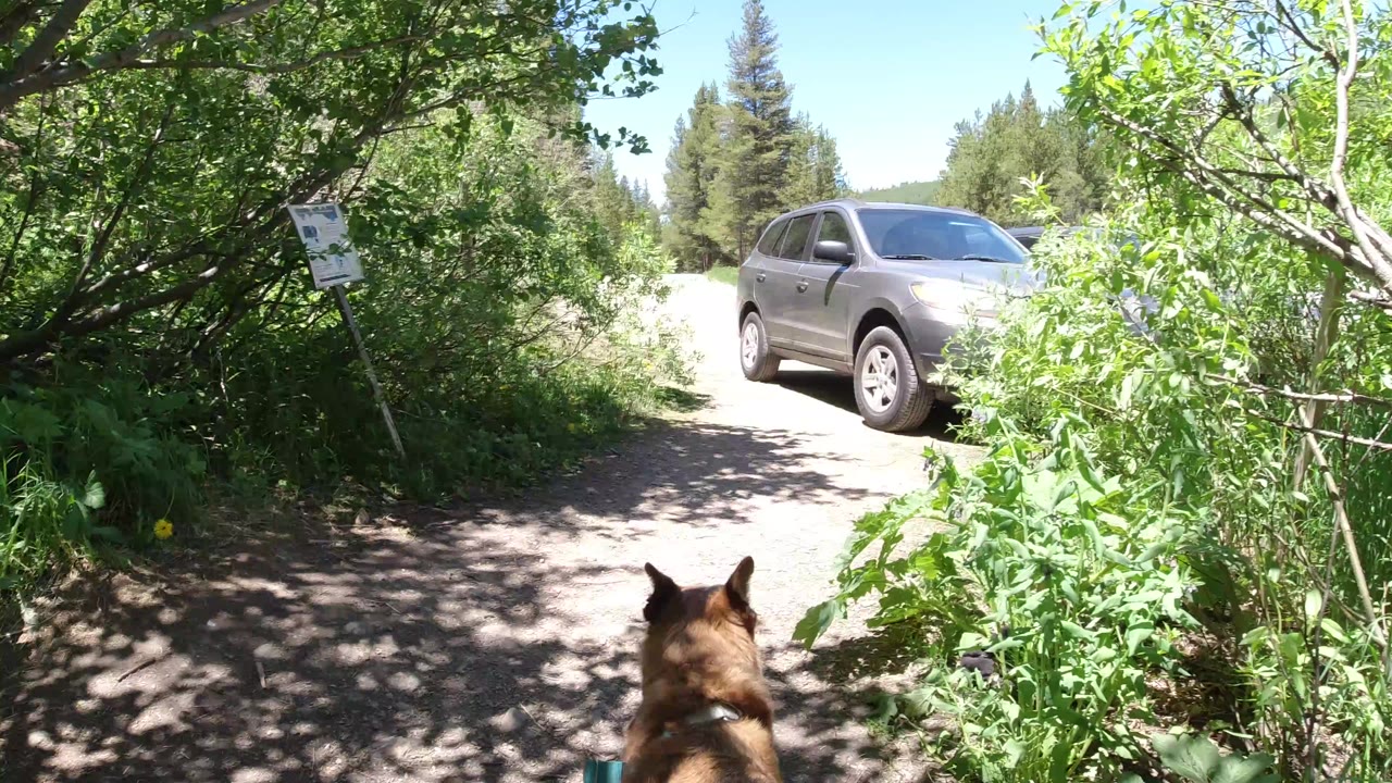 At the start of the Winter Park, Colorado clip, dog ears enter the lower frame as a gray SUV sits beyond a shaded dirt path, with leafy brush and no visible people.