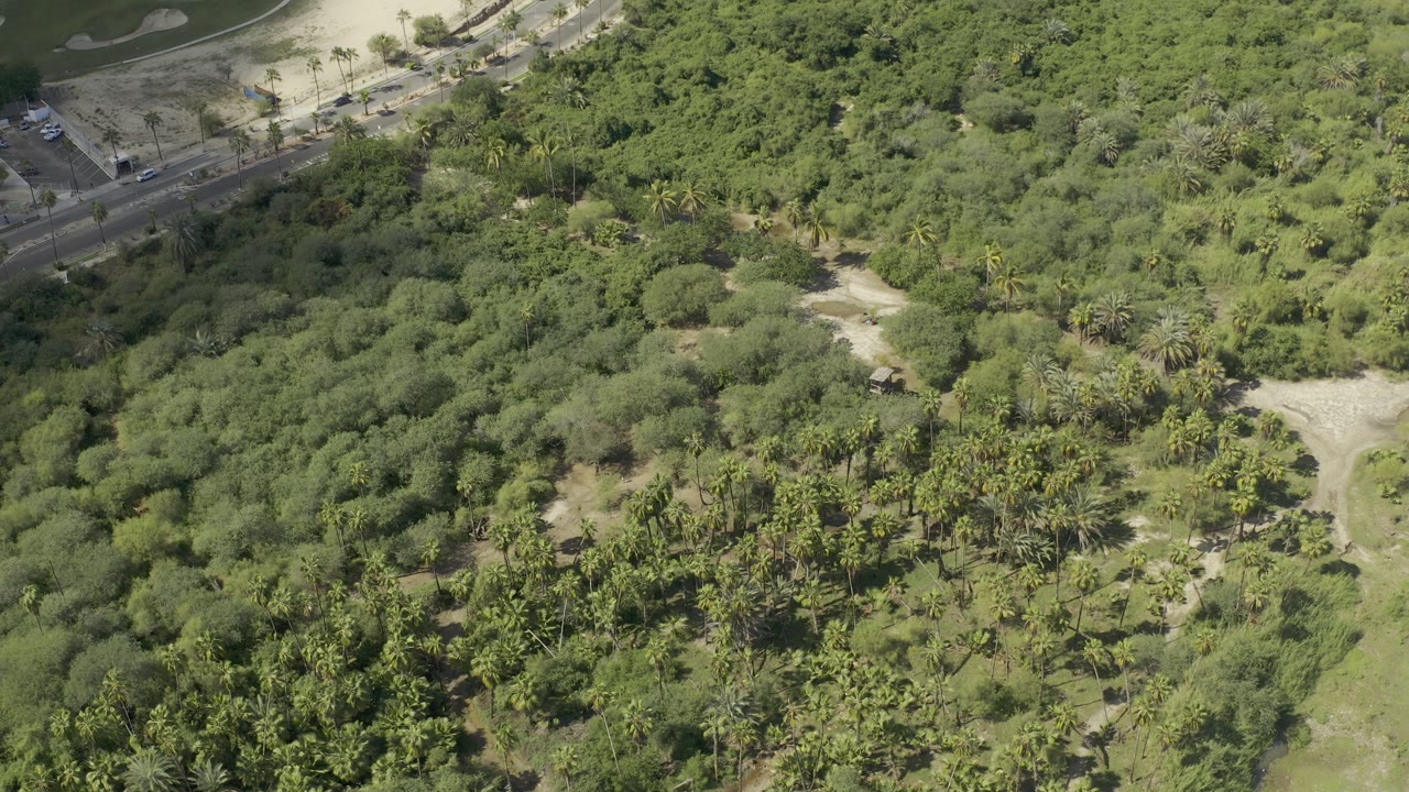 High aerial frame over green vegetation and palms in Los Cabos, Mexico, with a paved road along the upper left edge and no visible people.