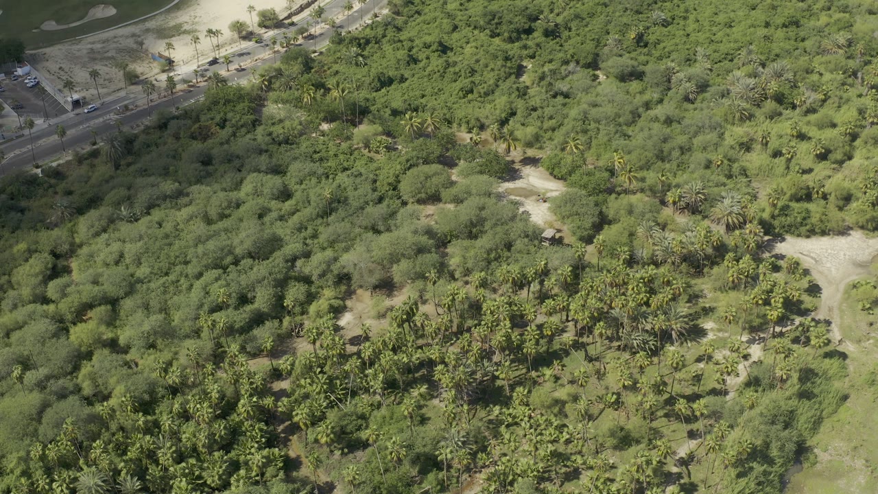 Drone-height view across dense green vegetation in Los Cabos, Mexico, with a pale dirt track cutting through the middle distance and no visible people.