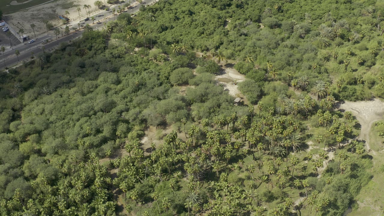 Aerial view of forested terrain with palms and a light dirt junction.