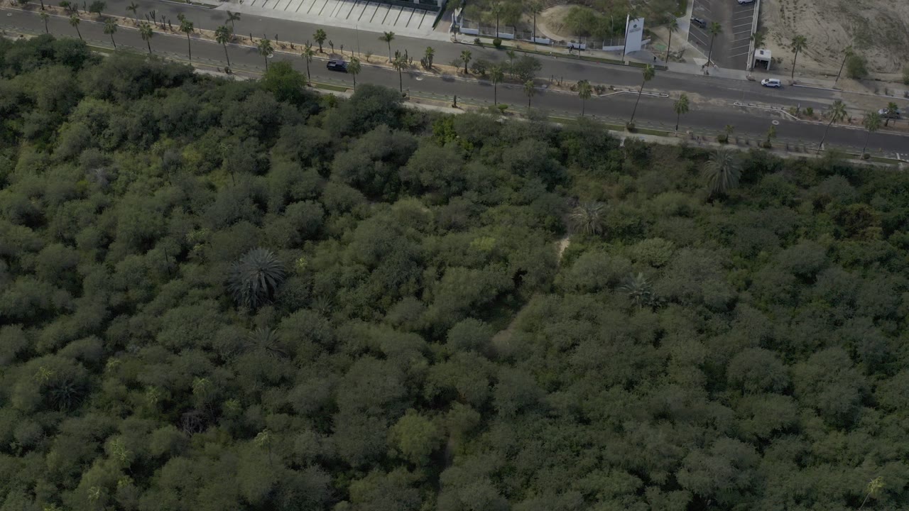 Opening aerial frame in Los Cabos, Mexico showing a divided road along the top of the view, dense green trees below it, several small vehicles, and no visible people.