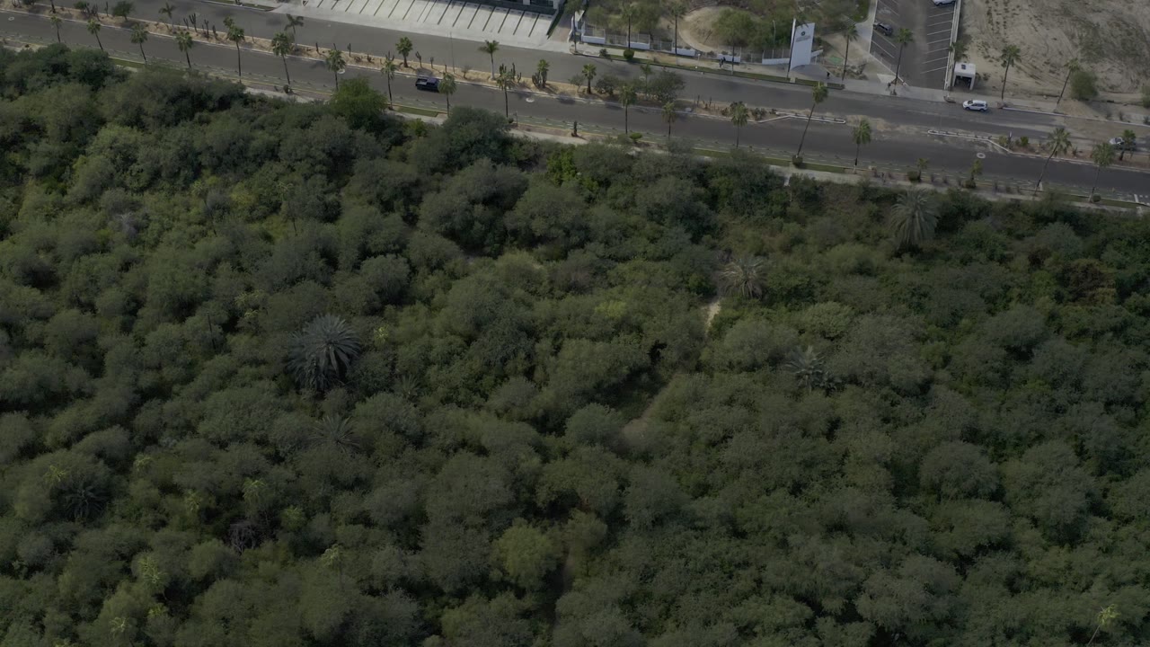 Second aerial frame in Los Cabos, Mexico with small cars spaced across opposite lanes, a pale roadside area near the upper edge, dense trees below, and no visible people.