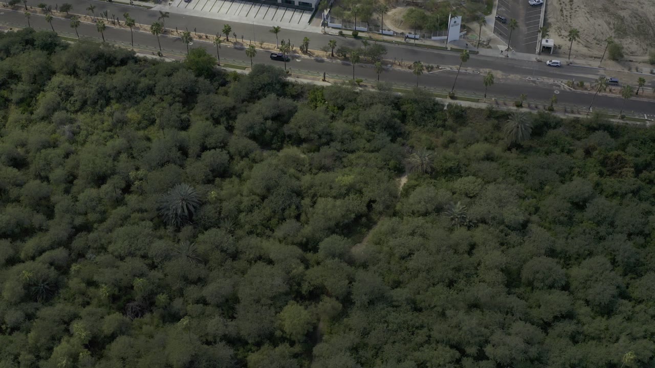 Overhead road scene with vehicles and dark green trees.
