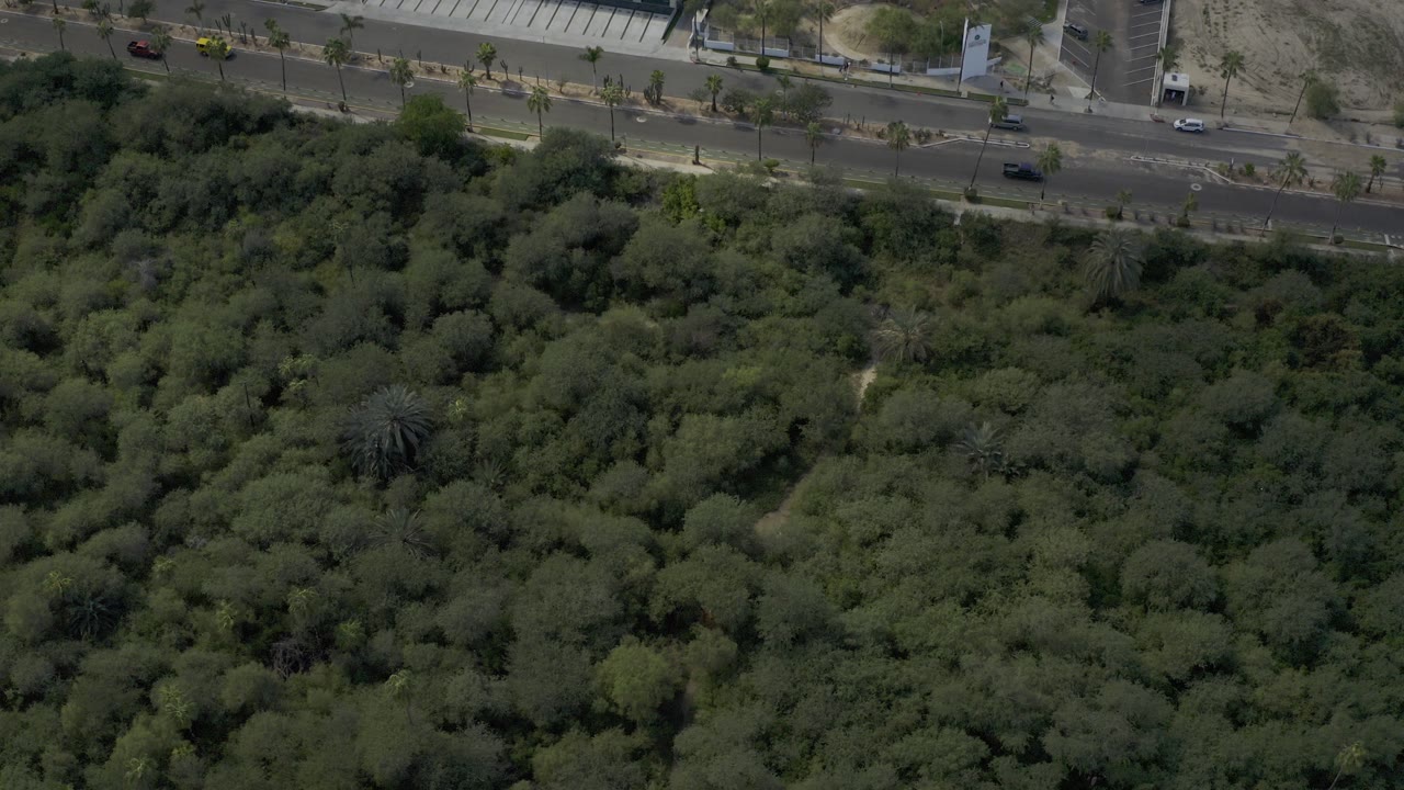 Aerial view of dense green forest beside a road with cars