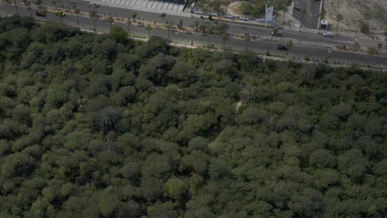 High aerial view in Los Cabos, Mexico, with the forest filling most of the frame and the road with small cars along the upper edge, no visible people.