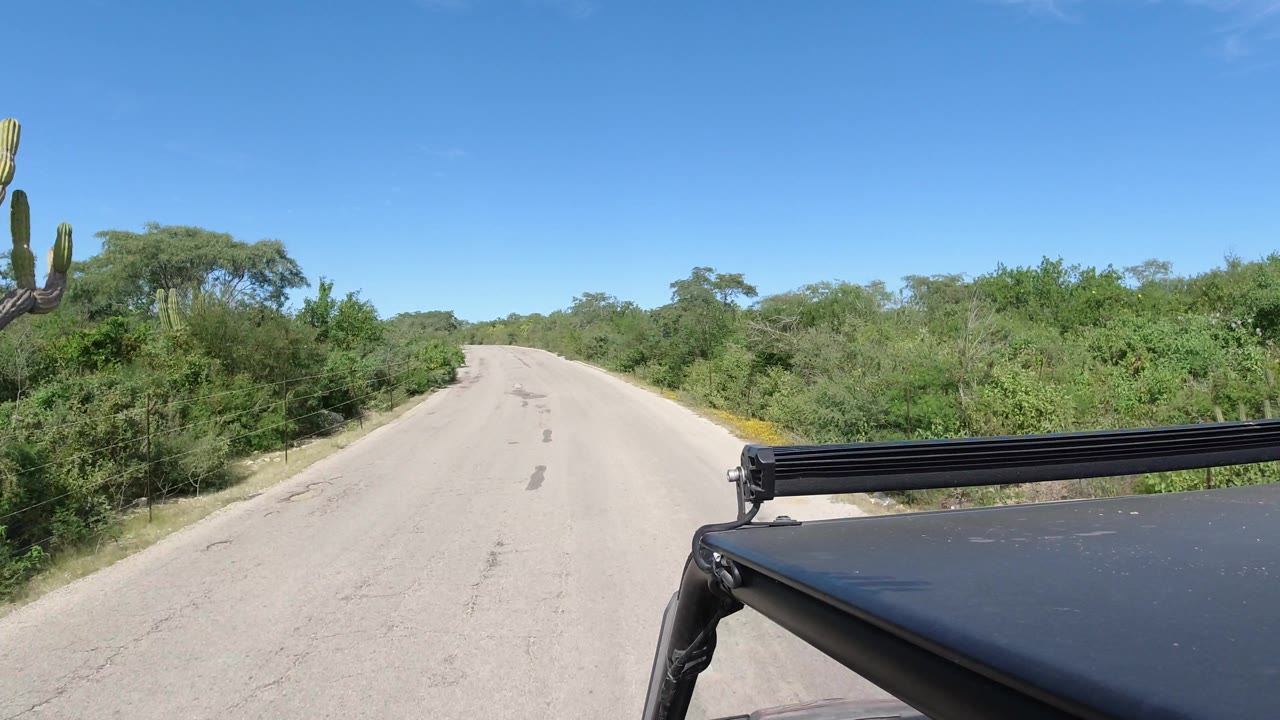 Empty road passing cactus and low brush under a clear blue sky.