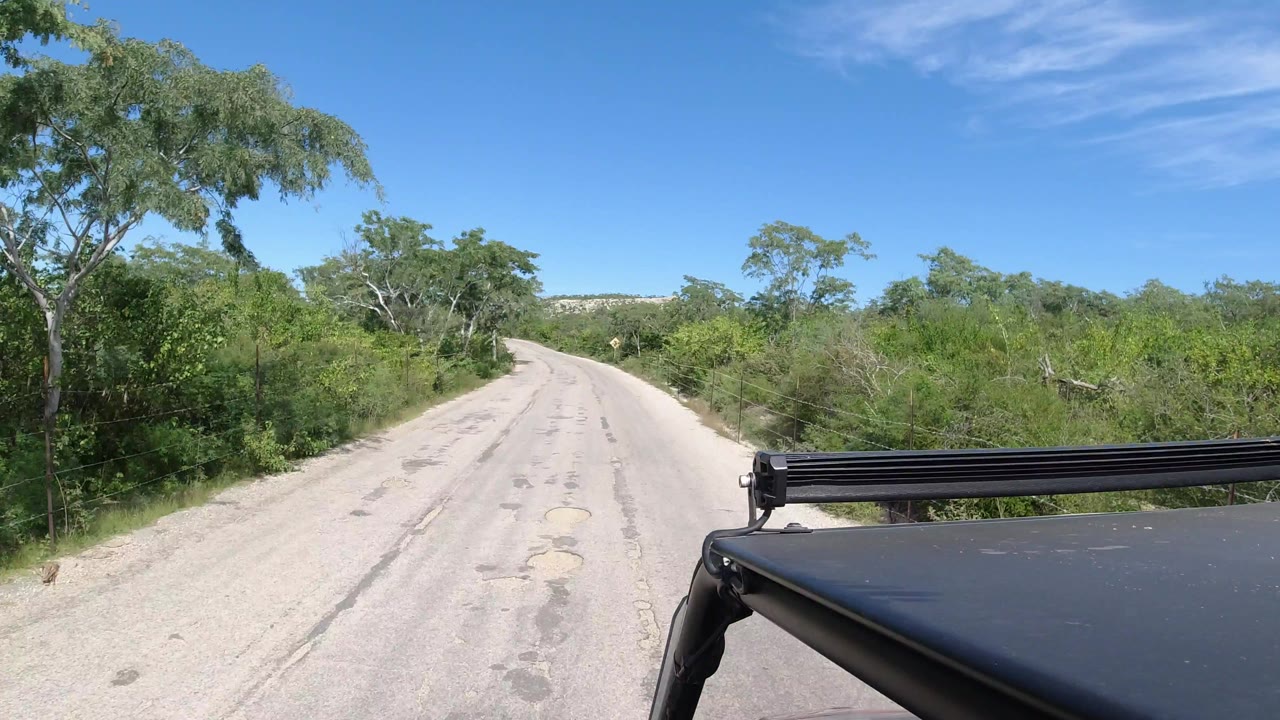 Los Cabos driving frame with the pale road centered ahead, a large tree leaning in from the left, dense green brush at the shoulders, and no visible people.