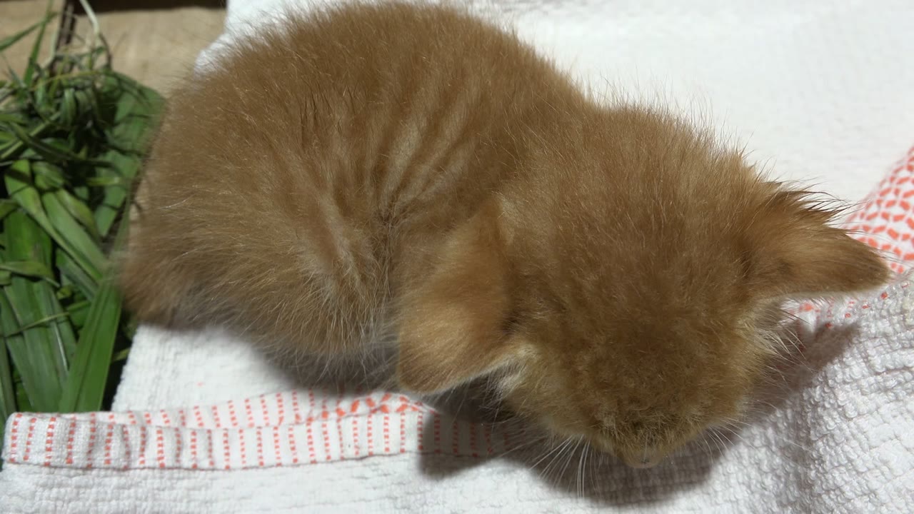 Orange kitten lying on white cloth beside green woven material.