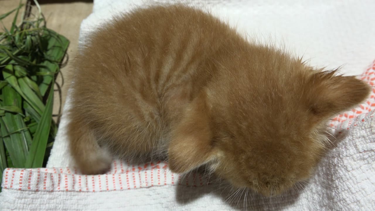At 0:01, the kitten's body stays curled while its head angles slightly farther forward over the white cloth, with the red-striped towel edge visible and no visible people.