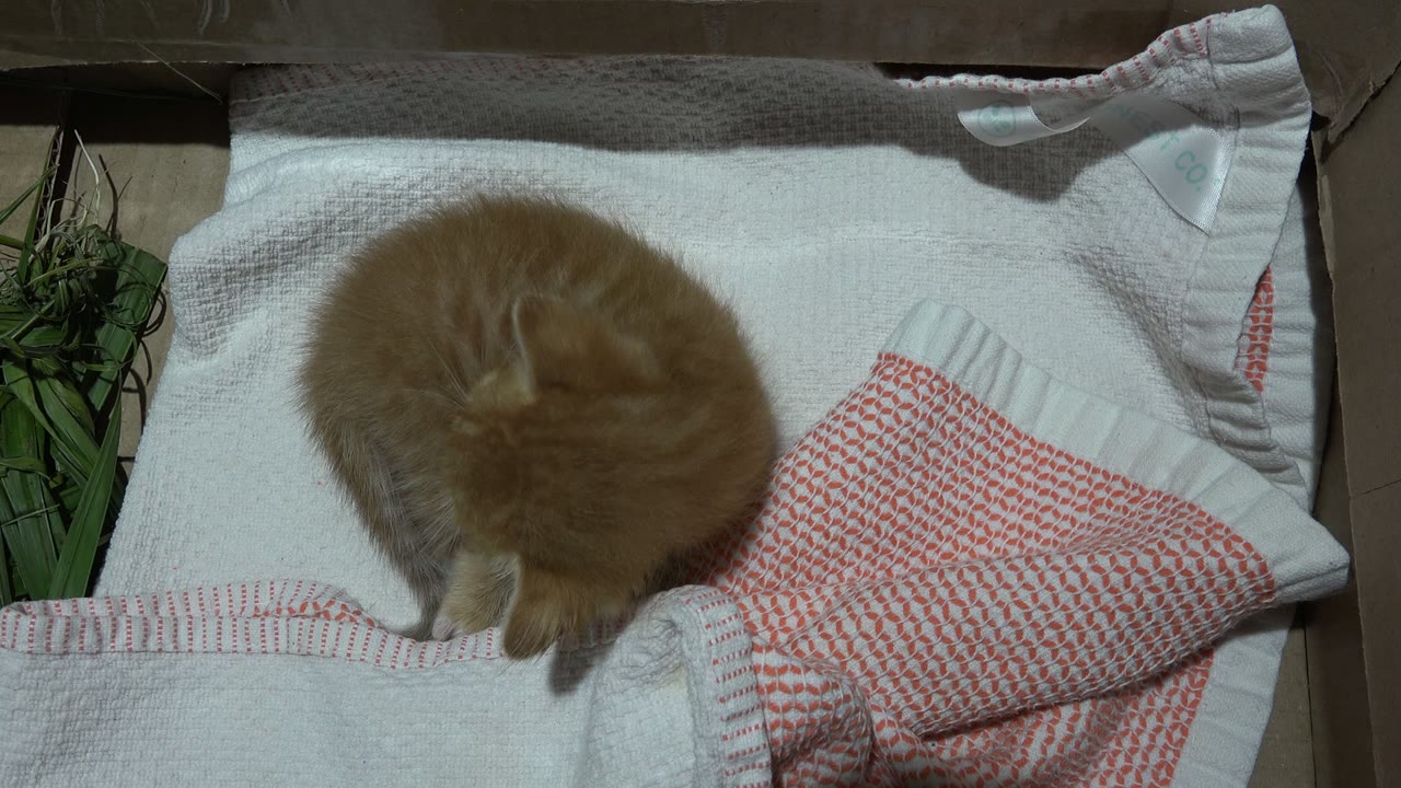 A small honey-colored cat bends down to groom on white bedding in Los Cabos, Mexico, with red-patterned pillows nearby and no visible people.