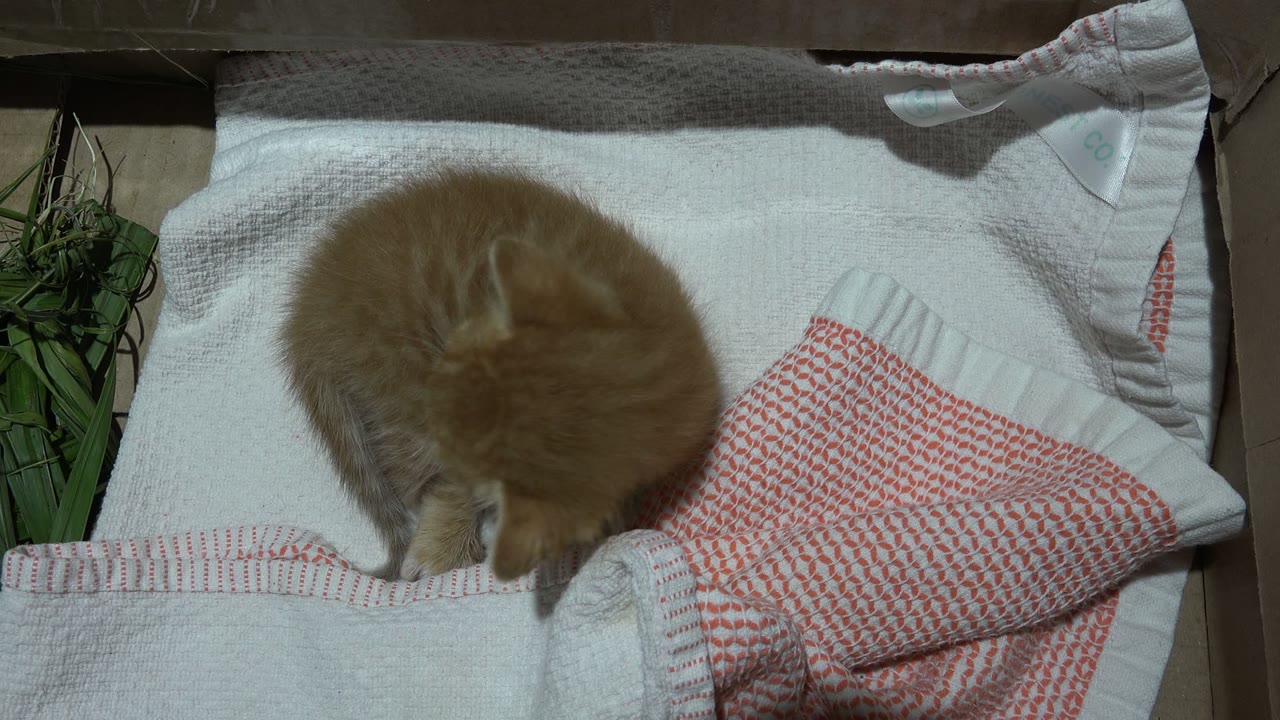 The cat continues grooming on the bed in Los Cabos, Mexico, with its head lowered near the blanket edge, red-patterned pillows to the right, and no visible people.