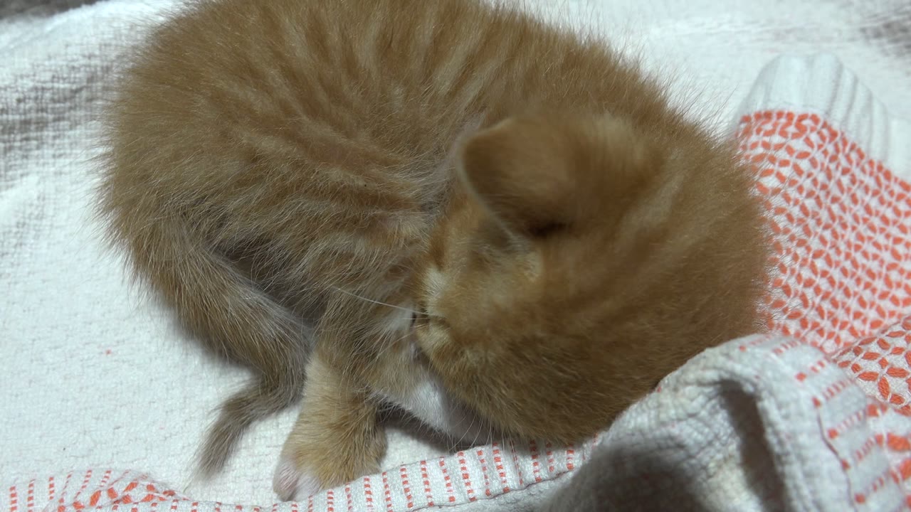 Tiny orange newborn kitten curled over a white towel.