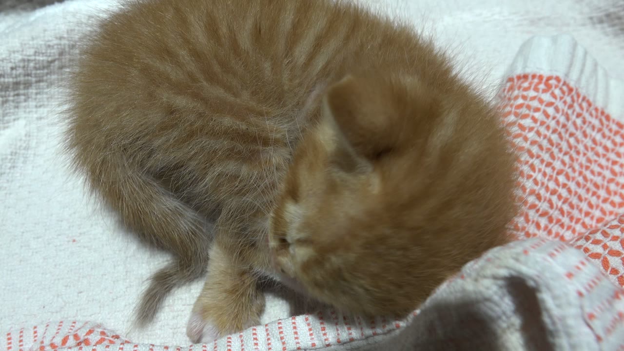 At 0:01, the orange newborn kitten remains close to the towel with its head lowered toward its body, no visible people in the Los Cabos home-video frame.