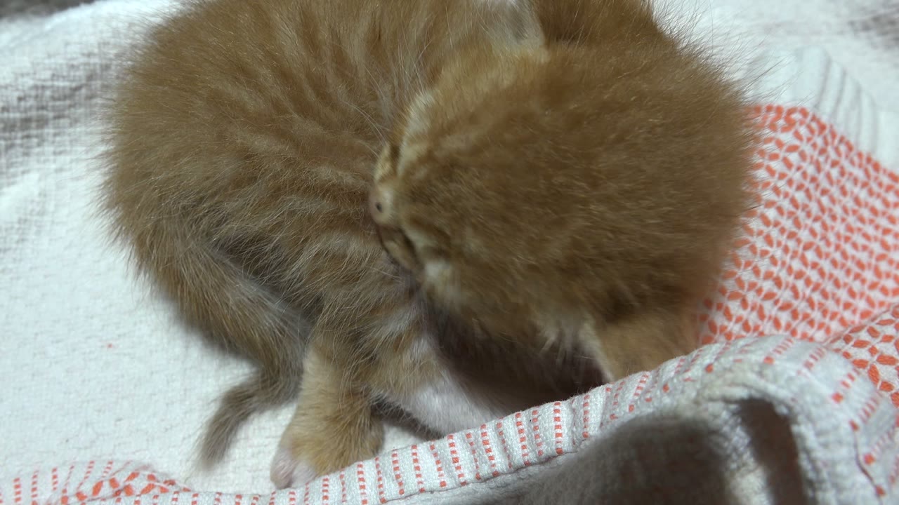 Orange kitten grooming on a patterned blanket