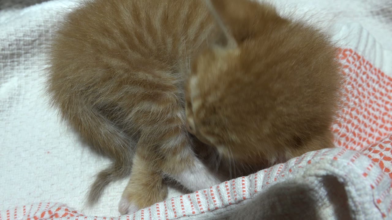 Small orange kitten leans lower toward its front paw on a textured white blanket with red striping in Los Cabos, Mexico, and no visible people.