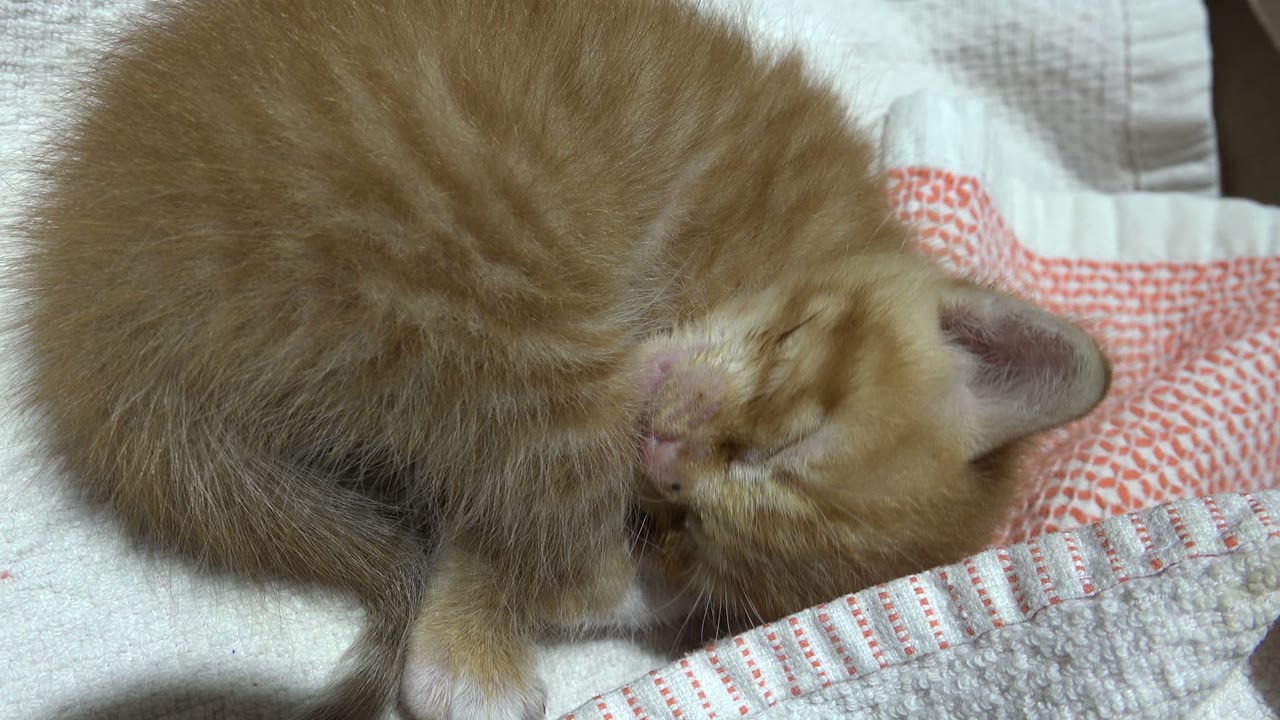 Orange kitten curled on a white and red towel.