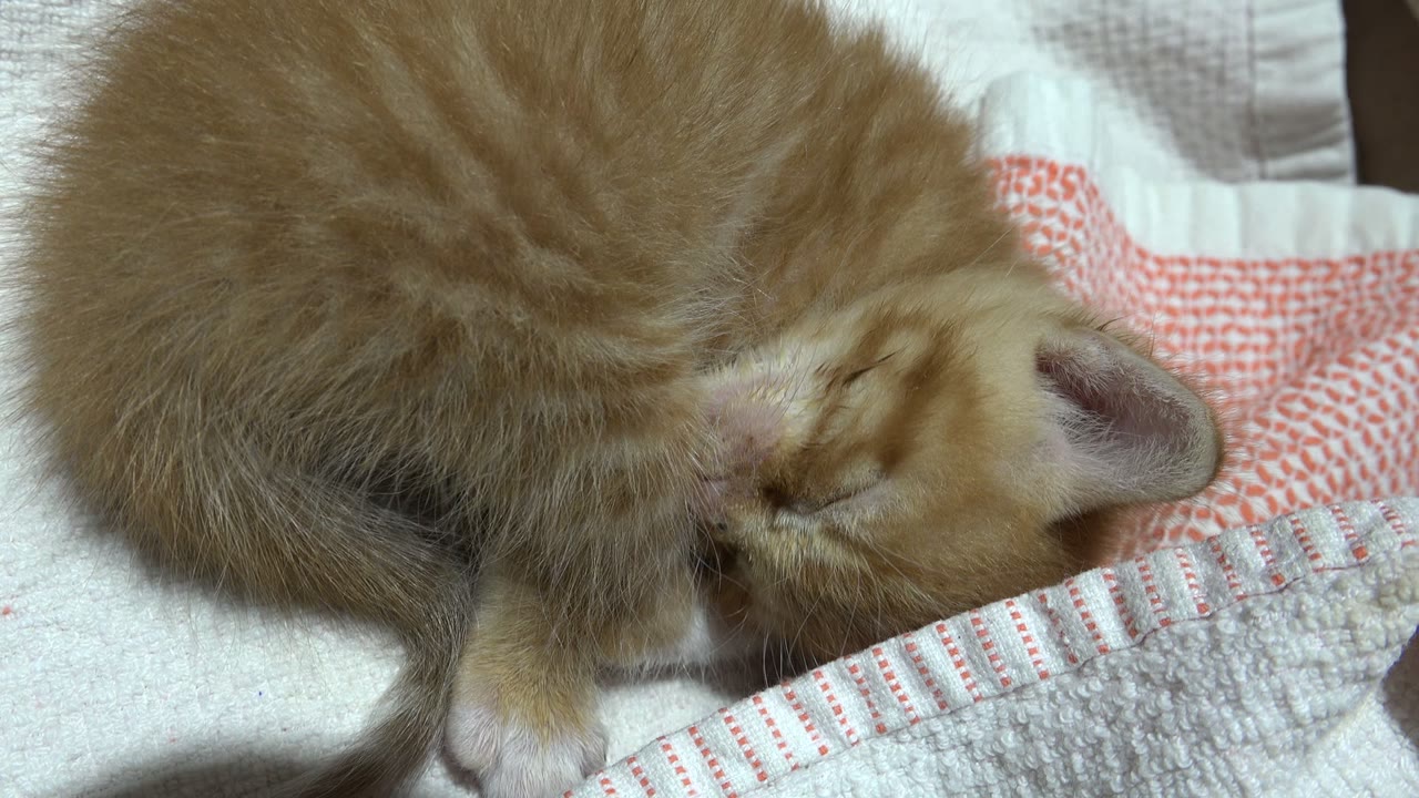 One second into the Los Cabos Mexico clip, the kitten's head is lowered against the towel while its curled body fills most of the frame, with no visible people.