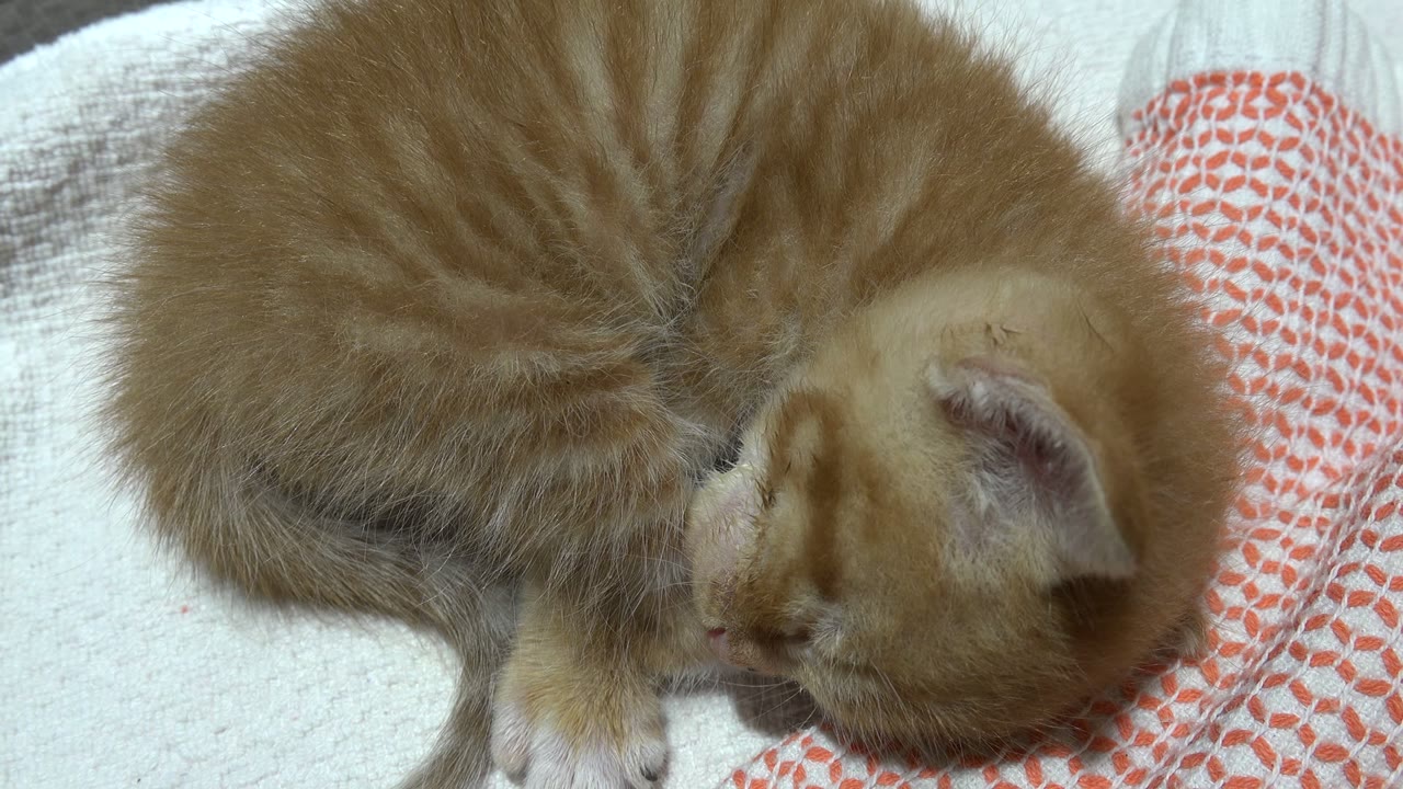 Orange kitten resting with its head tucked down on a towel.