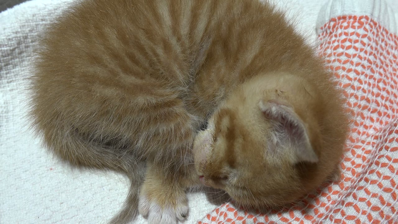 Close view of the curled orange kitten filling most of the frame on white towel fabric in Los Cabos, Mexico, with no visible people.