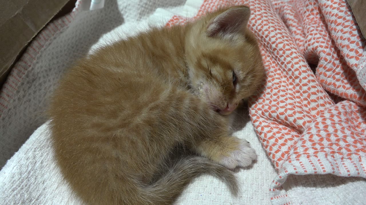 Orange tabby kitten curled on bedding beside patterned cloth.