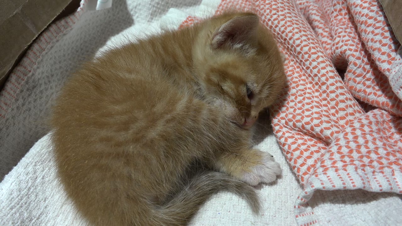 Tiny orange kitten sleeping on blankets.