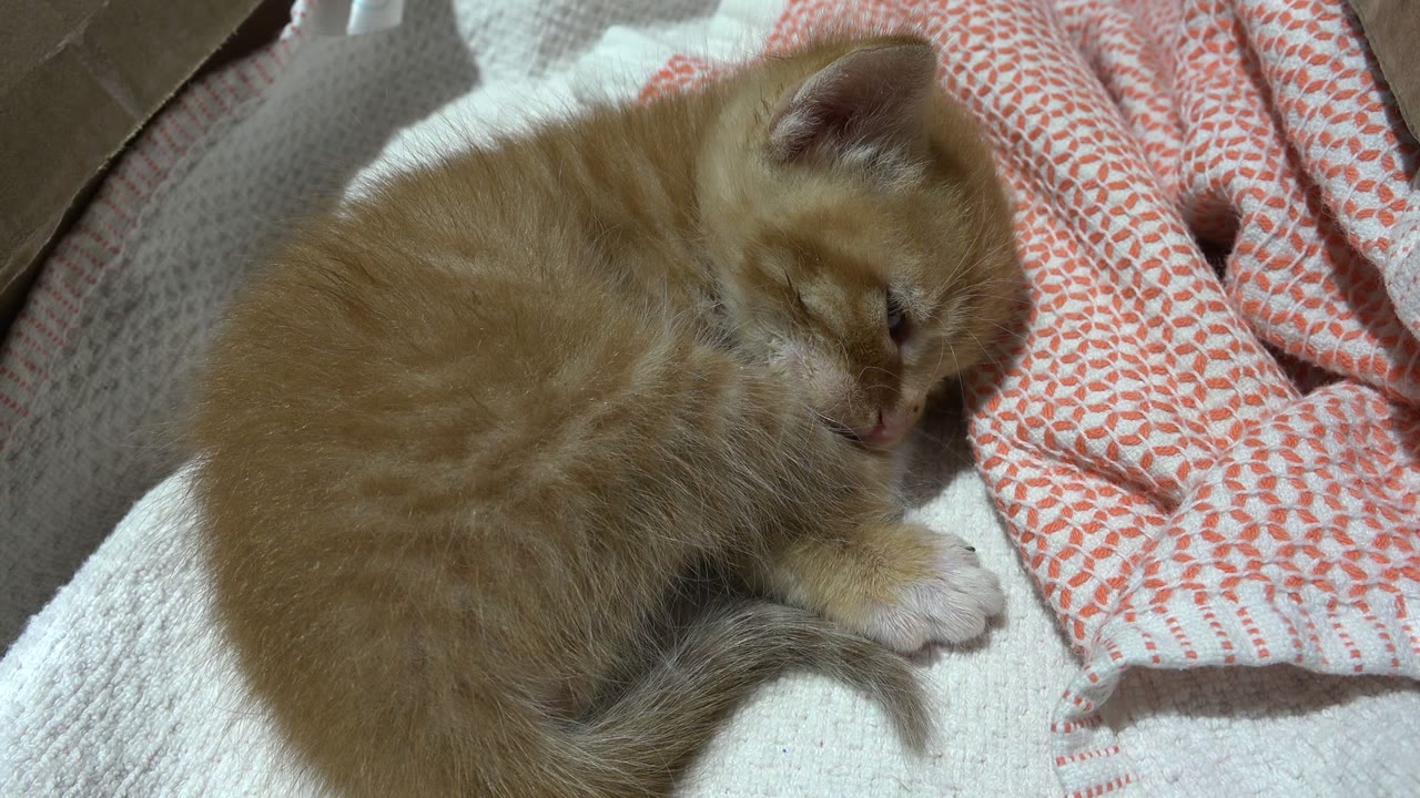 At 0:01, the sleeping orange kitten remains curled with its head lowered near the red-and-white patterned cloth in a Los Cabos home setting, with no visible people.