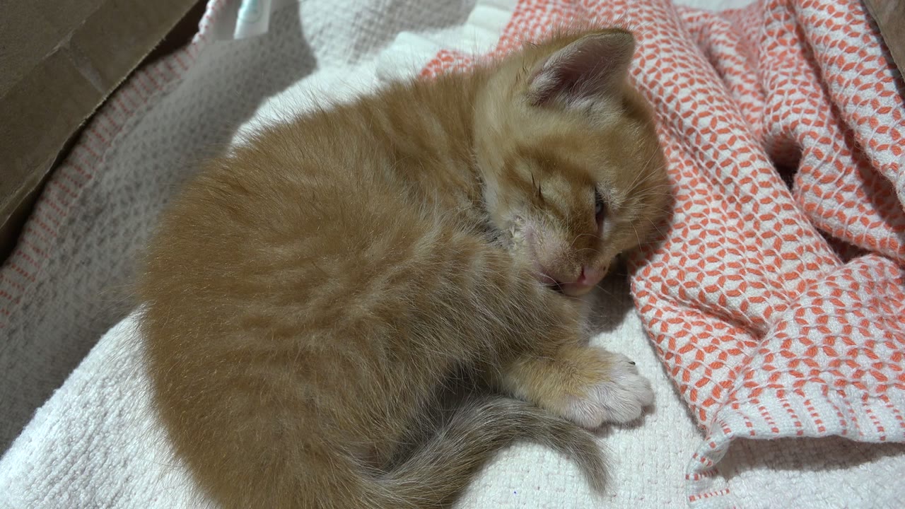 Sleeping orange kitten curled beside patterned fabric.