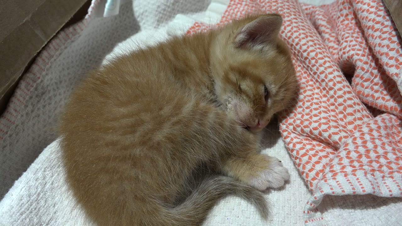 At 0:02, the close composition holds on the orange kitten sleeping on layered bedding in Los Cabos, Mexico, with the patterned cloth visible at right and no visible people.