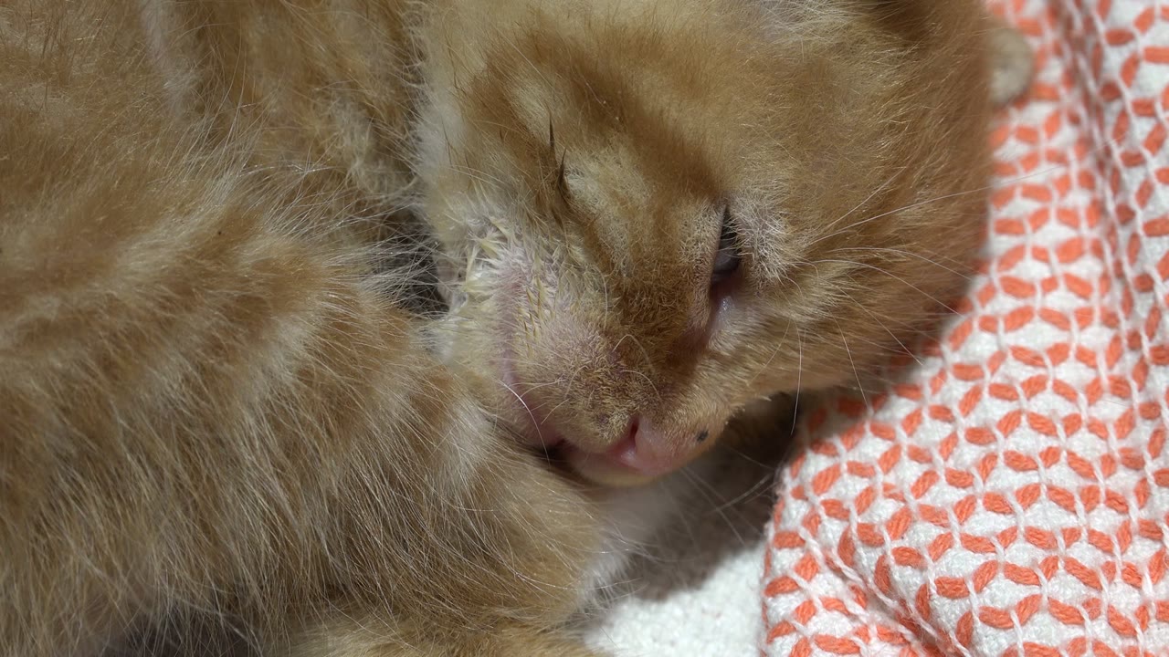 Close-up of an orange cat resting beside patterned bedding.