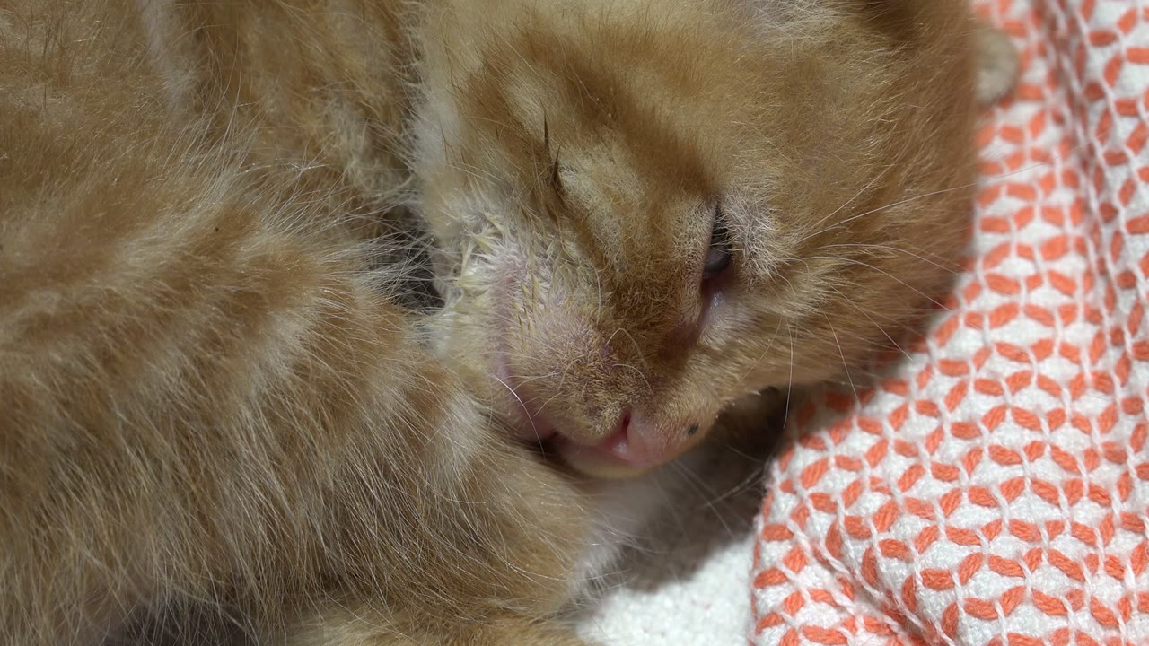 Tight frame of the orange cat in Los Cabos, Mexico, with its face angled down toward the bedding and red patterned fabric along the right side, with no visible people.