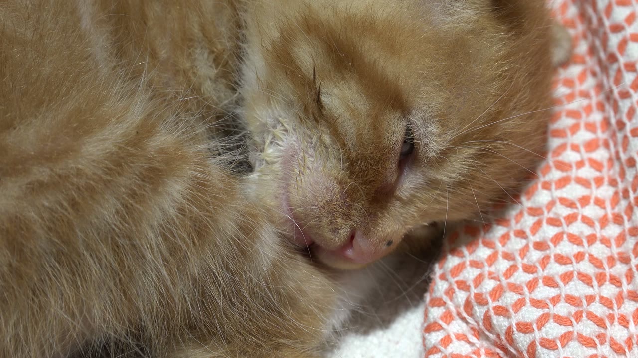 Ginger cat sleeping on a patterned blanket in close-up.