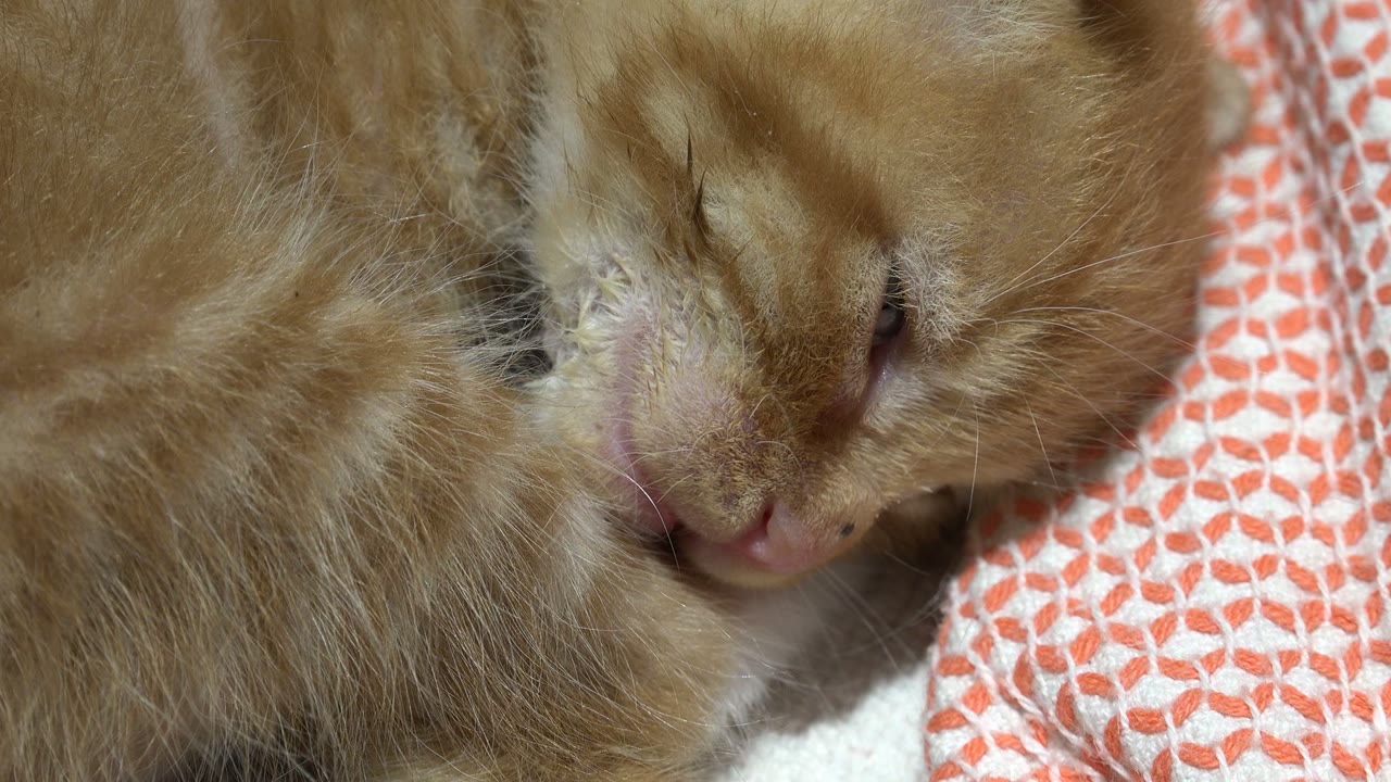 At 0:01, the sleeping ginger cat remains curled against the orange patterned blanket in Los Cabos, Mexico, with fur, whiskers, and the side of the muzzle filling the frame and no visible people.
